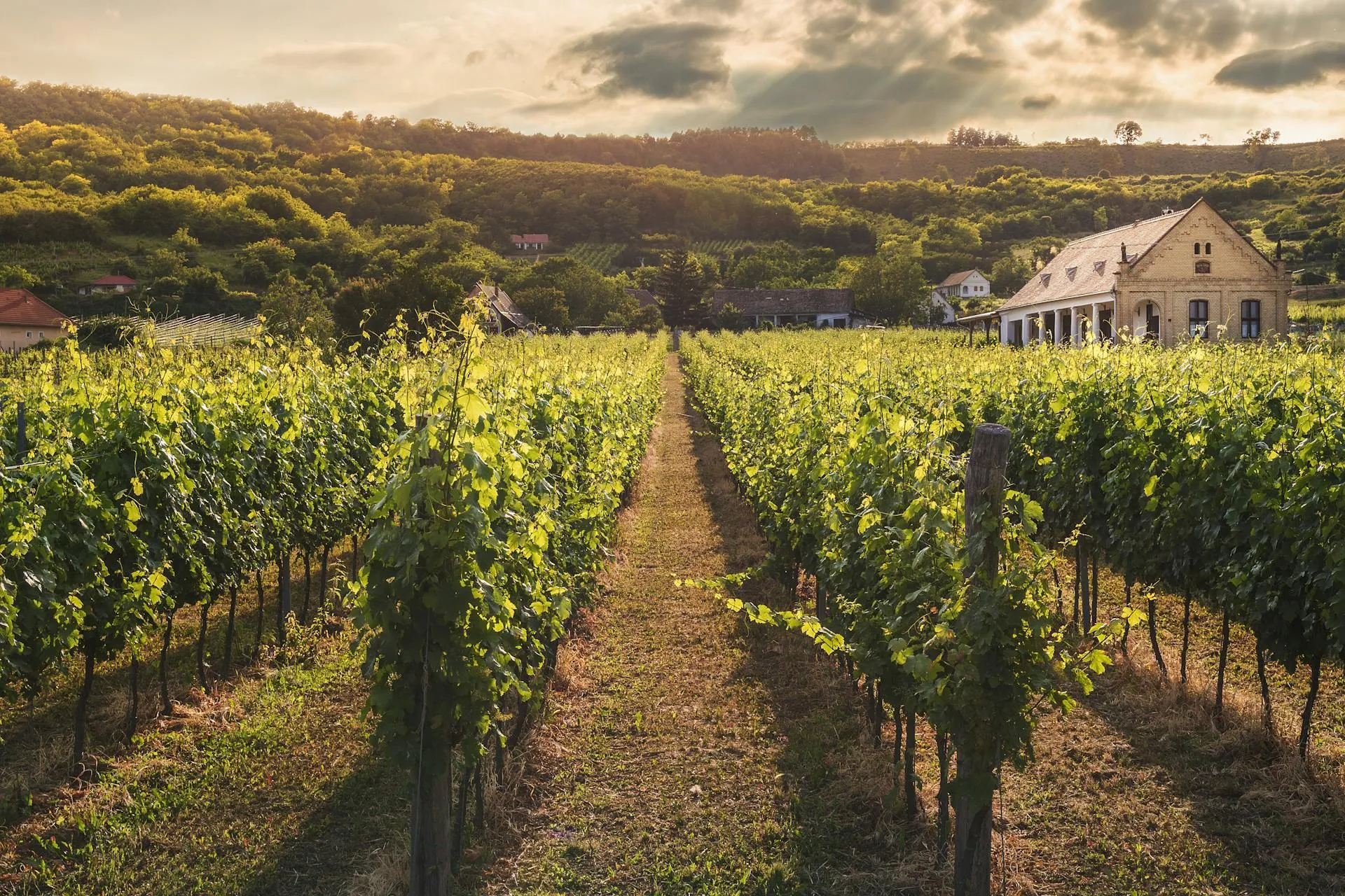 Vineyard landscape at sunset