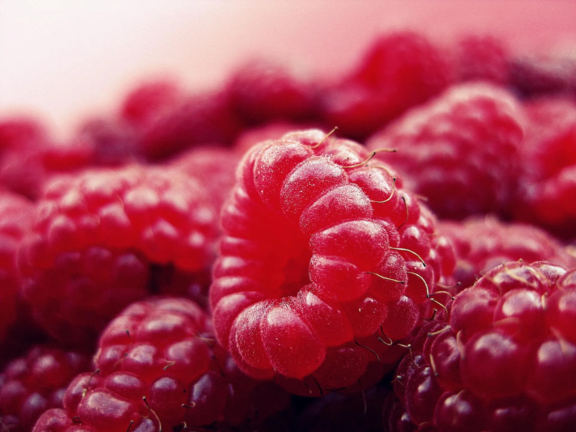 Raspberries with morning dew