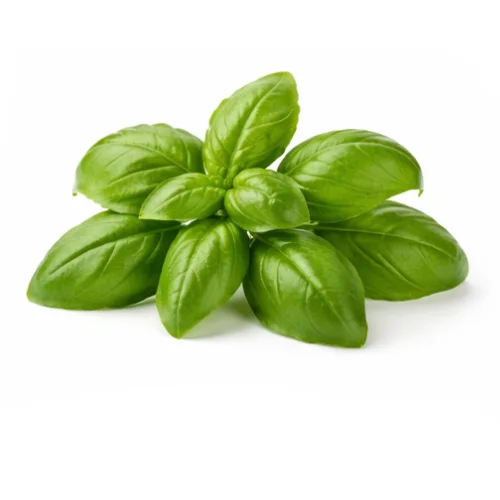 Basil - Organic