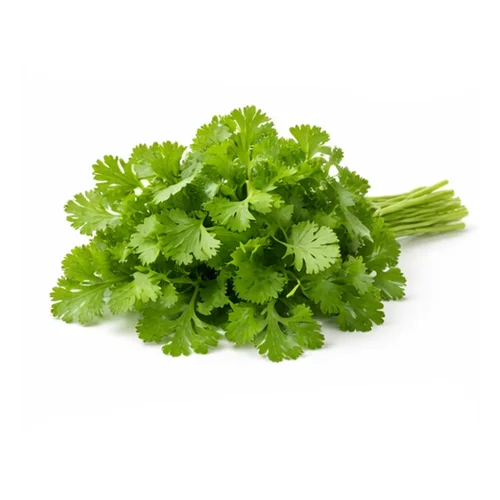 Cilantro