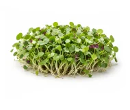 Product Microgreens Mix Image